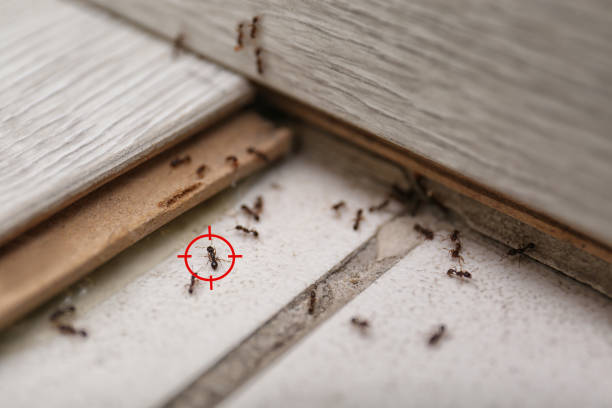 Best Wasp Removal Services  in Blackwood, NJ
