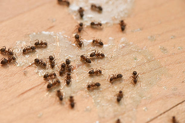 Best Commercial Pest Control Services  in Blackwood, NJ