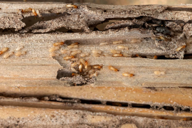 Best Emergency Pest Control  in Blackwood, NJ