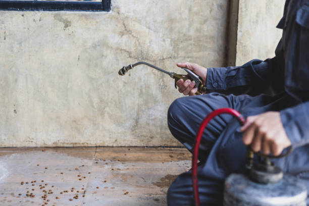 Best Termite Control Services  in Blackwood, NJ